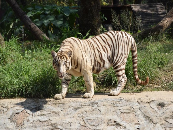 The 14-year-old male white tiger named Badri. Photo/ANI