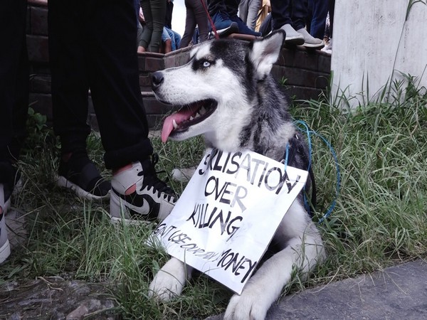 A canine at the protest against animal brutality in Nepal on Wednesday 