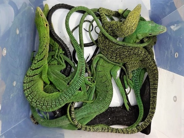 The seized reptiles from the Chennai International Airport on Thursday. Photo/ANI