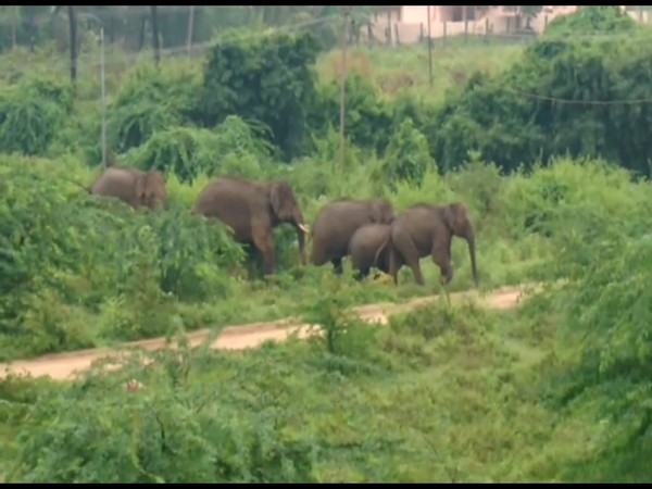 Five elephants entered a residential area in Coimbatore on Saturday.