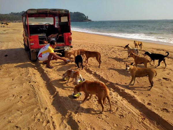 Goa's Drishti Marine lifeguards step in to feed stray animals. 