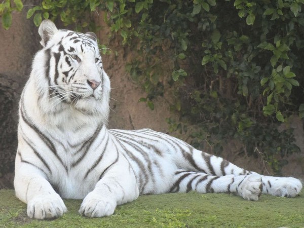 Sneha, the white tigress at the Nandankanan Zoological Park [Photo/ANI]