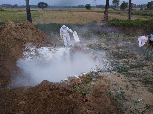 The Animal Husbandry Department carried out the culling of poultry in Patna on Friday. 