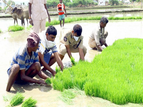 Andhra Pradesh: Tirupati (Urban) SP takes part in agricultural work ...