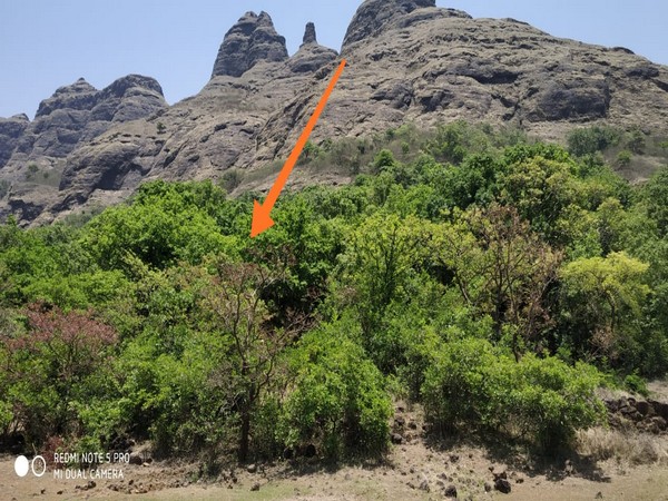 Two male Indian bison found dead in Pune. 