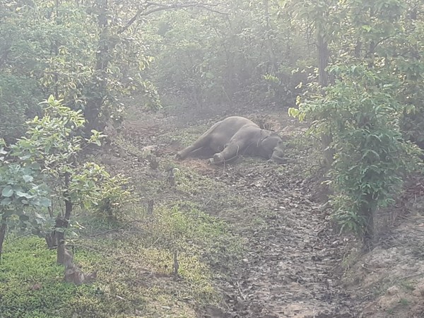 The body of an elephant found in Surajpur district of Chhattisgarh on Wednesday. Photo/ANI