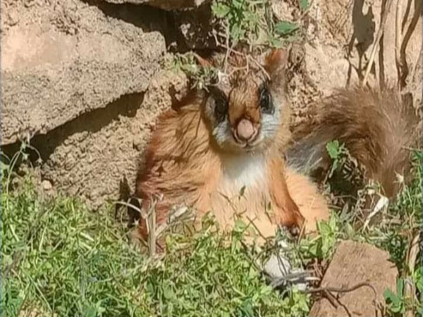 The rare Woolly flying squirrel spotted at Gangotri National Park in Uttrakhand (Photo/ANI)