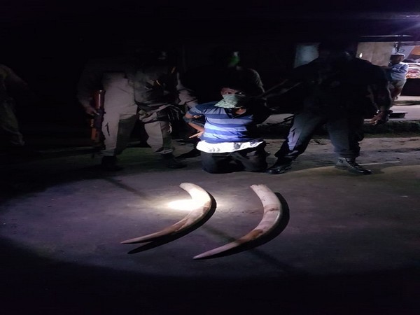 A man was arrested for possessing two suspected elephant tusks in Chirang district of Assam. (Photo/ANI)