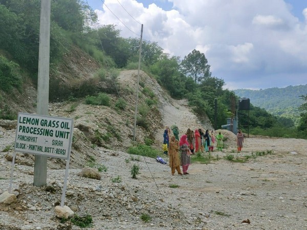 J-K's Sirha village has set up lemongrass cultivation  under the flagship 'Back to Village' programme. (Photo/ANI)