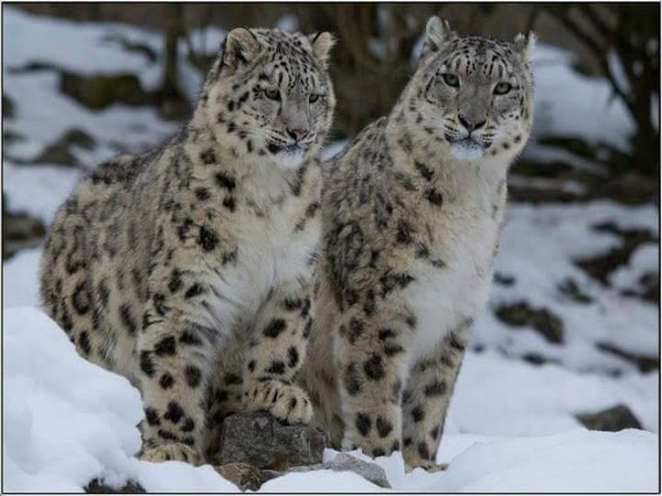 Snow leopards spotted in Gangotri National Park (Photo/ANI)