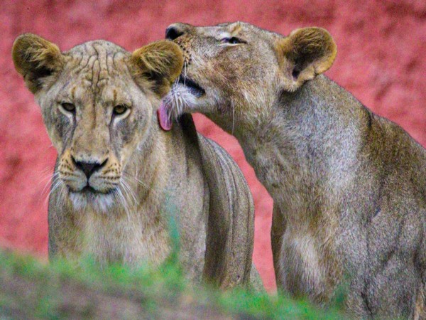 Gland Pharma adopts 27 animals at Nehru Zoological Park (Photo/ANI)