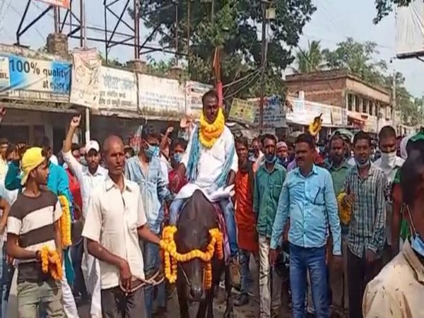 Independent candidate Nachari Mandal on his buffalo (Photo/ANI) 