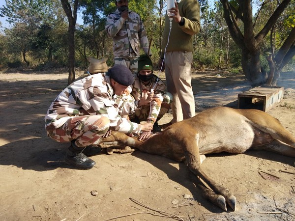 ITBP officials rescuing deer