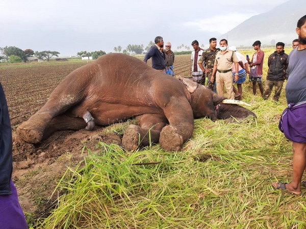 15-year-old male elephant carcass found by Tamil Nadu's Forest Department