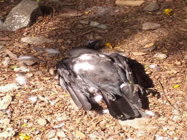 Crow found dead in Mumbai's Chembur area on Sunday. 