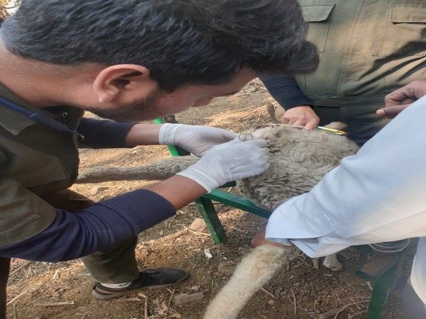 A local sheep being injected under Structured Breeding Programme. (Photo/ANI)
