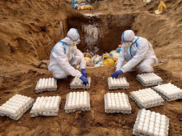 Food are being destroyed at a poultry farm in Punjab.  