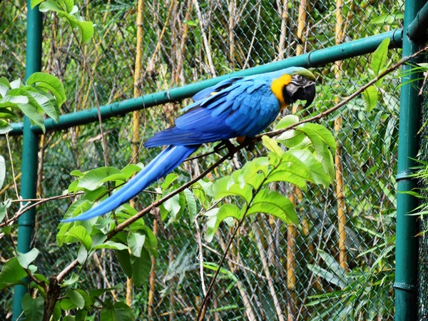 Macaw adopted at Nehru Zoological Park in Hyderabad. 