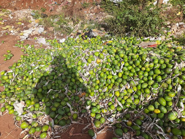 Mango produce dumped on the roadside. (Photo/ANI)