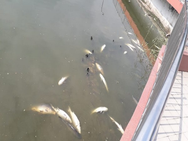 Dead fishes floating in Guwahati's Dighalipukhuri pond.