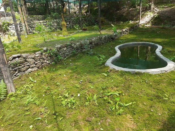A visual of the cryptogamic garden in Deoban area of Dehradun.
