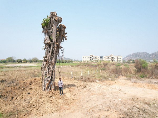 Banyan tree, uprooted 4 months ago, replanted.
