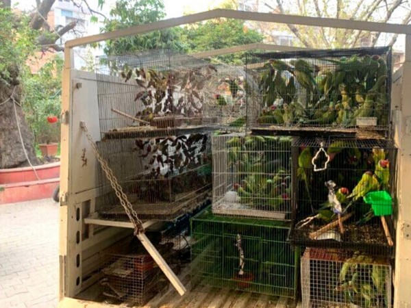 Visuals of birds rescued from bird market near Jama Masjid (Photo/ANI)