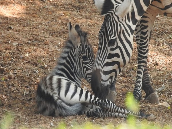 Newly born foal with Zebra Kaveri at Bannerghatta Biological Park (Photo/ANI)