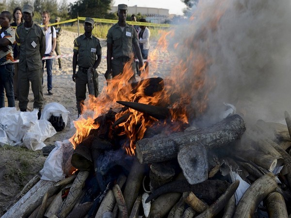 Conservation officials burning tonnes of seized ivory horn (Photo Credit - Reuters)