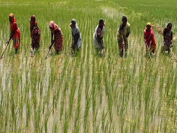 Women farmers in Raygada, Odisha working in their rice fields
