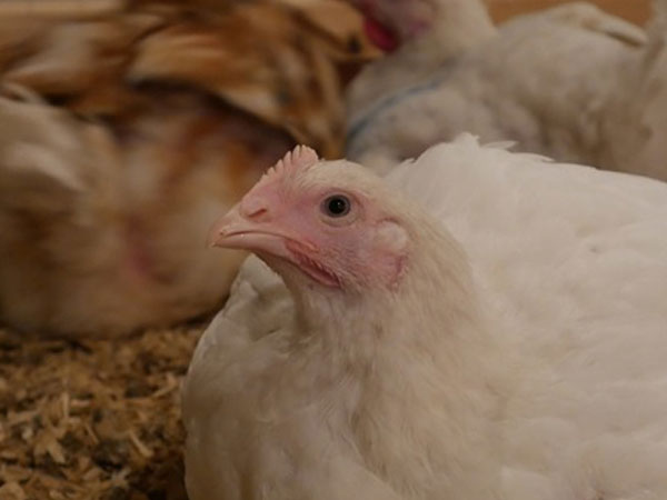 World Animal Protection is urging consumers to sign the pledge and help ensure better treatment of chickens in factory farms