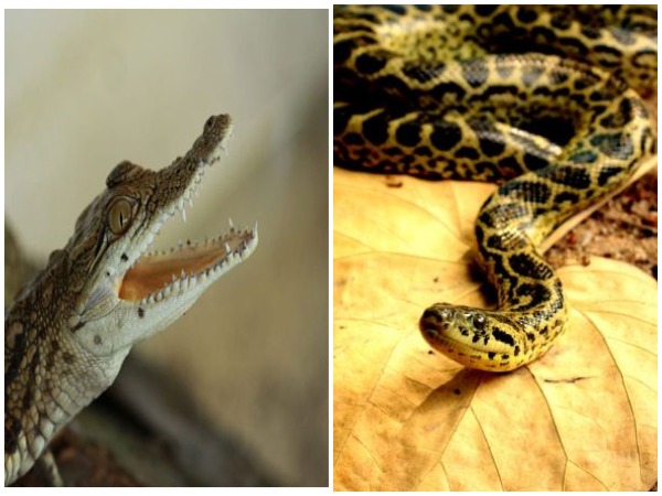 Nandankanan Zoo, Bhubaneswar has got three female Nile Crocodiles and Eight Yellow Anacondas
