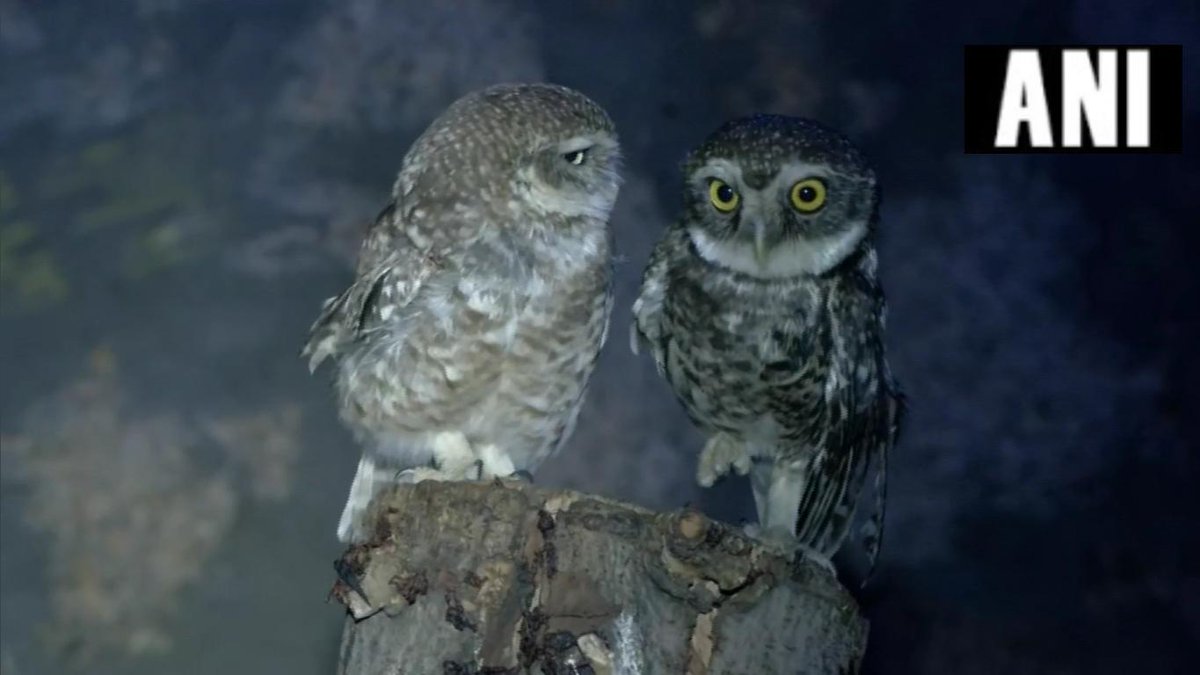 Kankaria was bulit in 2017 for nocturnal animals and birds. Photo/ANI