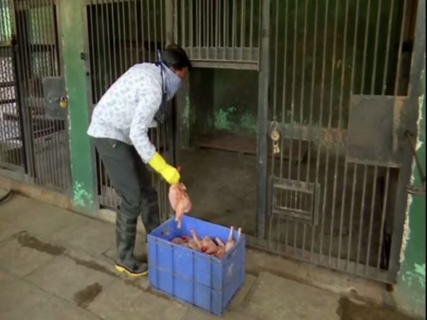 Staff serving food to animal of Rajiv Gandhi Zoological Park and Wild Life research center in Pune on Tuesday. Photo/ANI