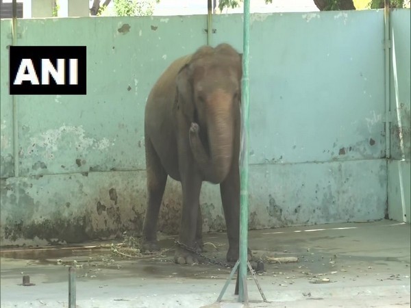 An elephant in Kankaria Zoo in Ahmedabad on Tuesday. Photo/ANI