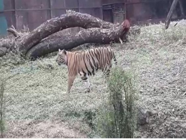 State Bank of India, Hyderabad Circle on Friday adopted 15 tigers for a period of one year. 