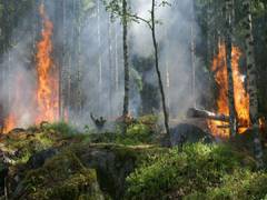 
      
      Forest fires linked to low birth weight in newborns, says study
      
      