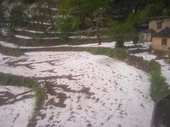 
      
      Crop loss occurs in Uttarkashi district due to hailstorm
      
      