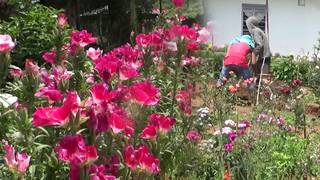 
      
      Floriculture helps boost farmers' income in Meghalaya
      
      