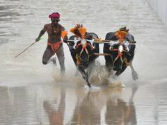 
      
      Bengaluru hosts popular buffalo racing contest 'Kambala'
      
      
