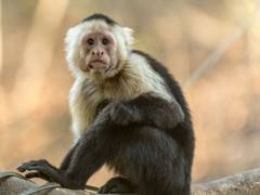 
      
      Clues to Capuchin monkey's long life, large brain revealed in...
      
      