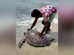 
      
      100 kg Macrocephaly turtle rescued, released into sea in...
      
      