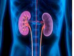 
      
      Changes in proteins play important role in ageing kidneys,...
      
      