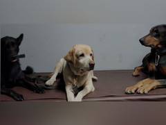 
      
      ITBP's K9 Kabul heroes move to Chhattisgarh in AC First Class...
      
      