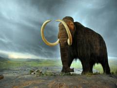 
      
      Study finds more than 500 animal species considered to be lost
      
      