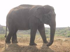 
      
      Telangana: Actor Ram Charan's wife adopts elephant at Nehru...
      
      