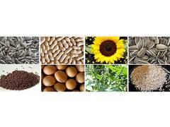 
      
      Use MSP as tool to encourage pulses, oilseed production, says SEA
      
      
