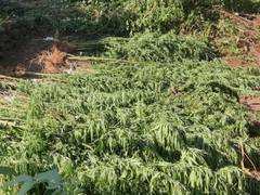 
      
      80 acres of ganja fields destroyed under 'Parivartana'...
      
      
