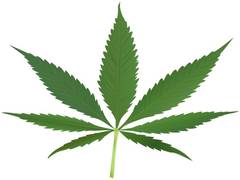 
      
      Study: Weed motivates people to workout
      
      