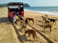 
      
      SC lifts stay on HC order on guidelines relating to feeding dogs
      
      